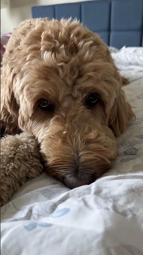 3yo Groodle: comfortable here.