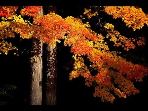 FALL PHOTOGRAPHY TIPS - Using A Polarizer To Make Your Autumn Photos Pop