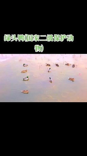 #人与自然和谐共处 绿头鸭是我国国家二级保护动物，目前它的数量正在逐年减少