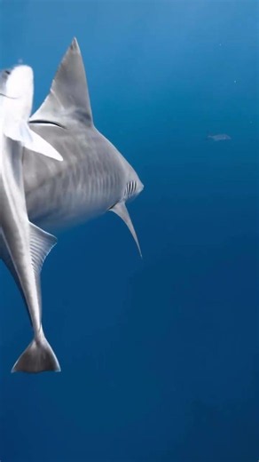 Beautiful Tiger Shark Florida