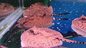 Cururu Stingray- Potamotrygon wallacei aka hystrix. The diversity of pattern amongst this group of pups is just incredible! Here they can be seen enjoying their morning helping of chopped whitebait. Top quality! Price is £300 each Tel 01773 861255 | Wharf Aquatics