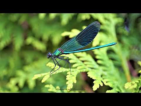 Bruit de la libellule - le vrombissement