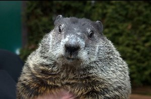 Five Facts About Groundhog Day