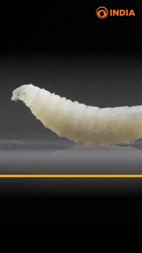First case of human flesh-eating parasite reported in Maryland named New World Screwworm. Late last year these worm were started spreading northwards from Central America And southern Mexico. Reports says man travelled from Guatemala to U.S. recently. #Flesheatingworm #screwworm #humaneaitingworm | DD India