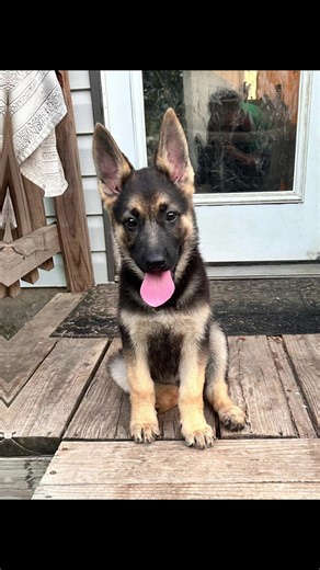 aztecqueen2u (@aztecqueen2u)’s videos with original sound - Elite K9 German Shepherd