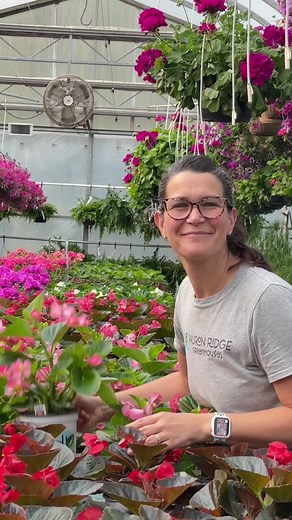 Easy Tips for Growing Big Begonias All Summer