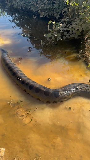 192K views · 10K reactions | Amazing, Green Anaconda in the North Pantanal. By our guide @eduardo.guide | jaguarecologicalreserve | Facebook