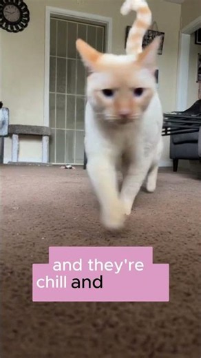 CY 6 Cat Tail You Need To Know🐾