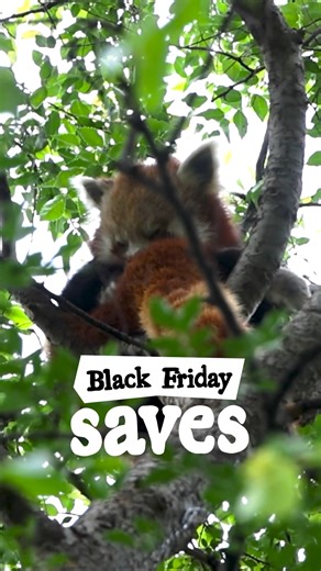 24K views · 375 reactions | This Black Friday, we're saving species...