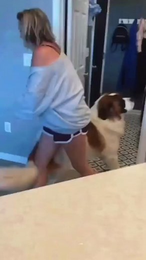 11K views · 14 reactions | Sh HD c | animal blogger 2 | Facebook