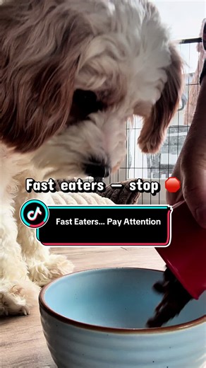 Fast eaters aren’t just messy… eating too fast can be linked to bloat. I didn’t realize how fast was too fast until I slowed it down like this. This keeps her busy, focused, and eating slower without the chaos. Don’t wait until it becomes a problem. I earn a commission from affiliate link. #d#dogsoftiktokd#dogmomp#petproductsd#dogenrichmentt#tiktokshopFreezbone