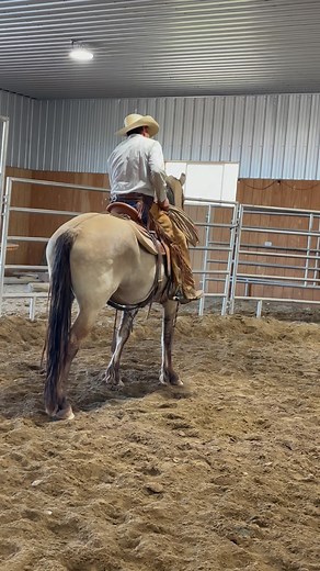 Snaffle bit on fenna #horseman#horsemanship #horsetraining #horseriding #younghorses #Caballos #horselife #ranchstyle #horsepower #coltstarting #horseconection | Ramon Castro Horsemanship