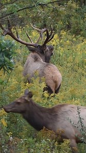 73K views · 1.3K reactions | He found his bugle and it sure is pretty one! This is the same bull from my previous reel with the barely there bugle. . . . . . #wildlife #elkrut #elk #bullelk #pawilds #buglingbulls #antlers #wapiti | Exceptional Eye Photos | Facebook