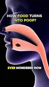 How Food Turns Into Poop? | 3D Digestive Process Animation in 60 Seconds #facts #3dmedicalanimation