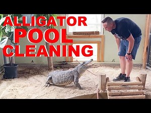 How I Clean The Alligator Pool!!!