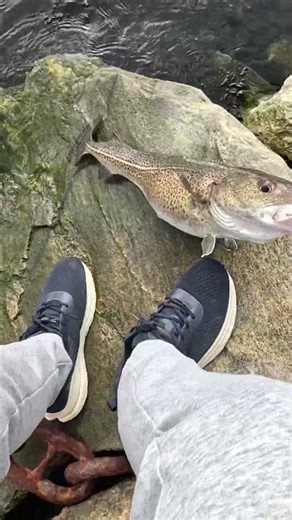 Thought it was coalfish… turned out to be cod 😳