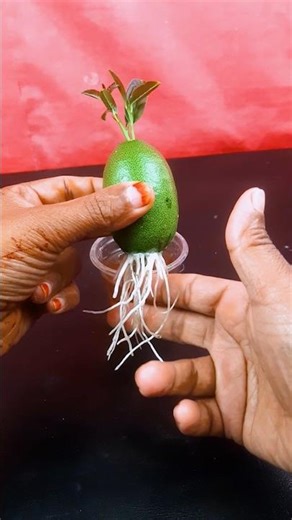 Growing a Lemon Tree from a Lemon Fruit | Nature’s Amazing Miracle