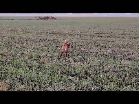 Majestic Fox Running Across the Field 🦊 | Wildlife in Finland
