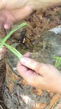 How to make Stinging Nettle Cordage