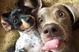 Fofura! Perfil reúne cliques de pets com a língua para fora