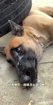 The world doesn't let dogs talk because love and loyalty are shown through actions #cutepet