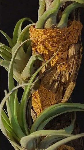 3rd Art, 3d pen, pots, and air plants.