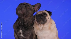 adorable curious French bulldog and pug dogs being curious, looking up and sitting in front of purple background