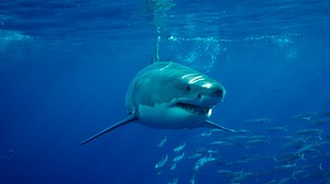 Diver shared tragic last wish before having head bitten off by great white shark