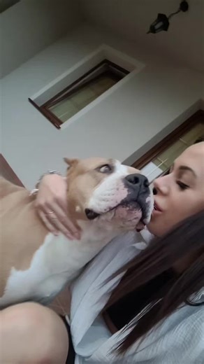 All About Amstaff: The American Staffordshire Terrier