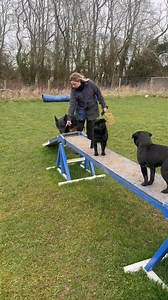 10K views · 145 reactions | German shepherds are fast and strong and intelligent with remarkable agility…. Mostly  Evil Edna didn’t push him but she did roll on the floor laughing at him!  Sorry Bear  | Impackt Behaviour | Facebook