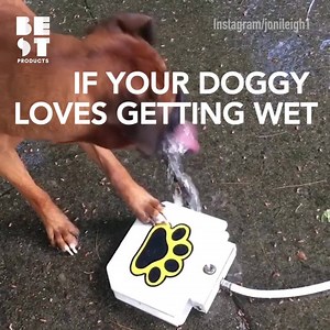 779K views · 10K reactions | The golden retriever has more fun learning to use this water fountain than any human I know  Watch and see! Buy your doggy a fountain here! https://fave.co/2IIAL3C | BestProducts.com | Facebook