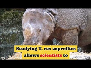 World’s Largest Fossilized Dinosaur Poop