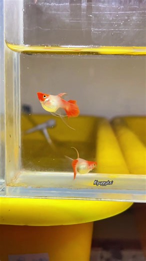 😍😌#kguppykoi #guppy #guppyfish #guppybreeder