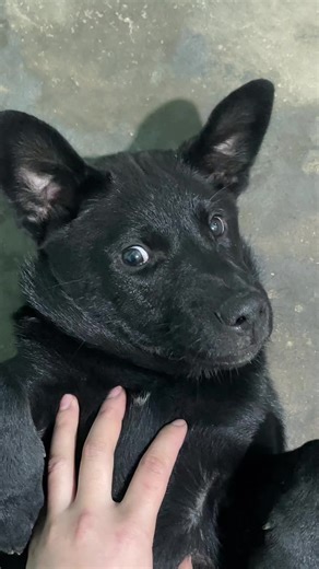 Video hài hước về chó con dễ thương