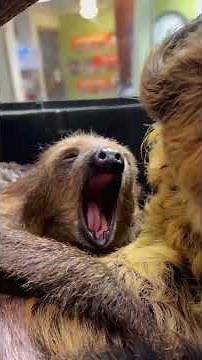 Baby sloth make the cutest sounds. #kristinbell #sloth #costarica #animals #babylove