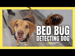 Meet the Bed Bug-Detecting Dog Who Sniffs Out Infestations