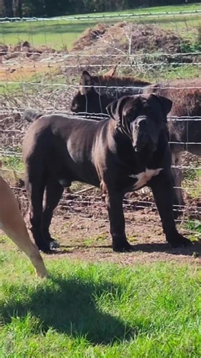 BIG LOBO ENJOYING HIS KINGDOM!!! BAYOU BRED BOERBOEL STRONG!!! Watch full vid on YT 🎥 (LINK IN BIO) For information or reservations follow, DM or feel free to contact us at 337-592-2821 #viral #trending #boerboel #love #funny