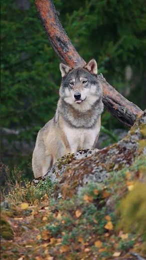Beautiful Gray Wolf 🐺🩶