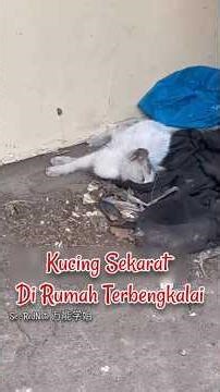 Tangisan dari Rumah Terbengkalai,Kucing Ini Diselamatkan & Kini Hidup Bahagia #shorts