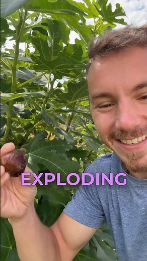 How to Prune a Fig Tree for TONS of Fruit