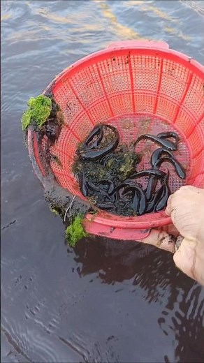 HOW TO CATCHING SNAKEHEAD FISH,massive snakehead - SNAKEHEAD FISH #shorts #fish #channa #viralvideo