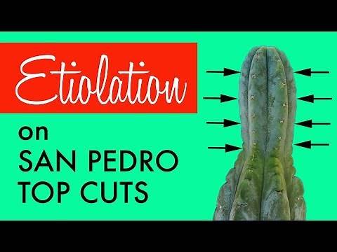 Etiolation on a San Pedro cactus top cut and How to avoid it (Trichocereus Pachanoi)