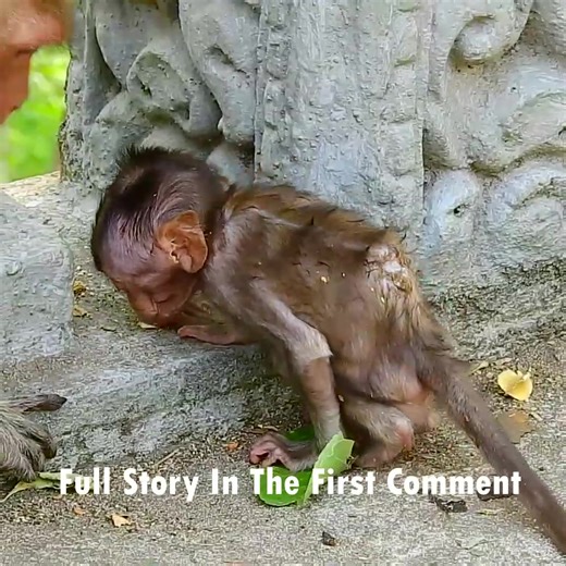 59K views · 935 reactions | Little Monkey’s Painful Back Injury Leaves Him Crying for Rescue in the Harsh Jungle | Anajak Sva | Facebook