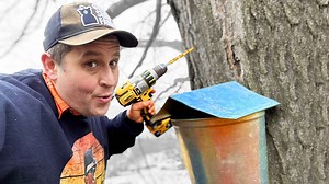 Why Tapping Maple Trees in January Is Unusual