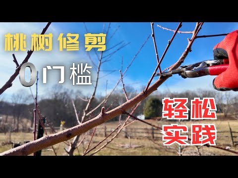 春将暖花未开，又到剪桃树的时候了，家里的六棵桃树，今年桃子要吃到饱了