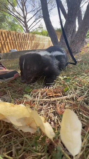 San Antonio Zoo on TikTok