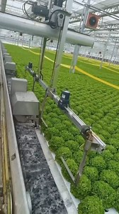vegetable factory #china #vegetables #technology #fypシ゚viralシ | DSDMart