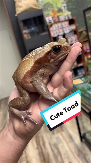 Smooth Sided Toad: The Perfect Pet Choice