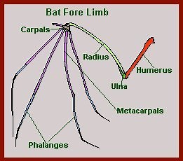 The Pentadcatyl Limb
