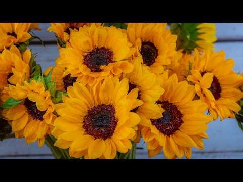 Golden Sunflowers in 8K | Relaxing Floral Screensaver with Calm Instrumental Music